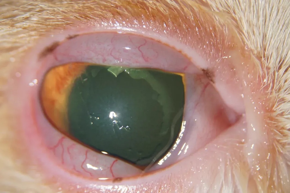 slit-lamp-cases-feature