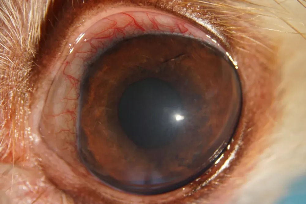 slit-lamp-cases-feature
