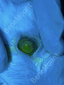 Bandage Lens