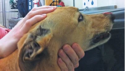 schirmer tear test dogs