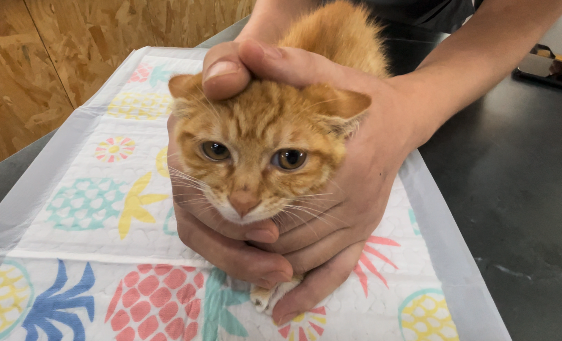 schirmer tear test cats