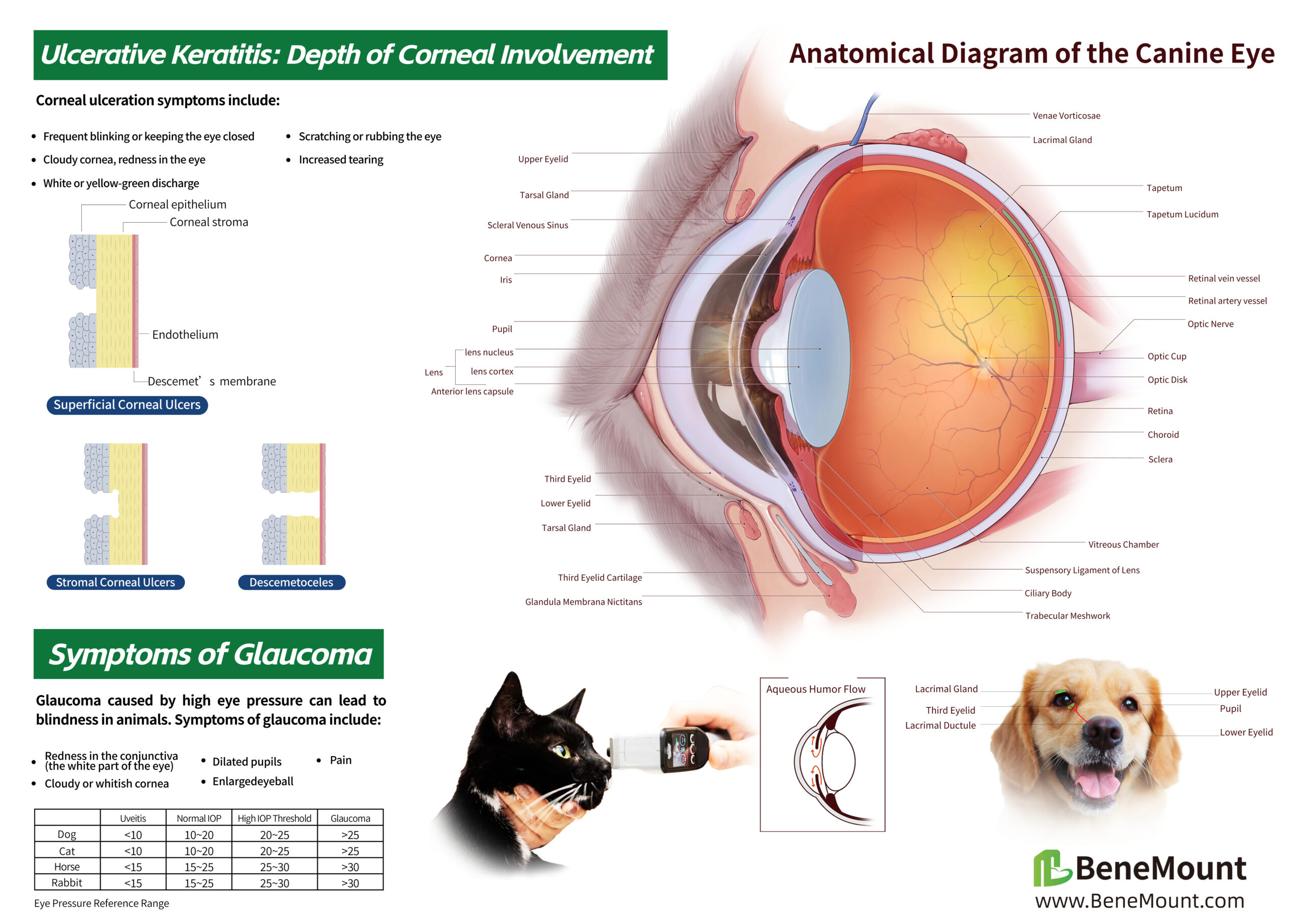 Animal Eye Anatomy