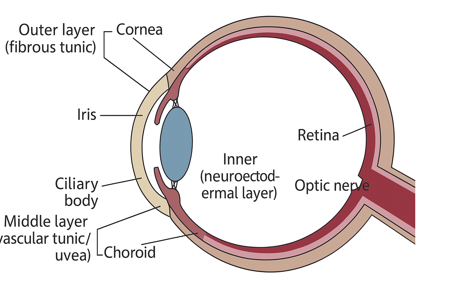 Diagram of the Three-Layered Structure of the Animal Eyeball