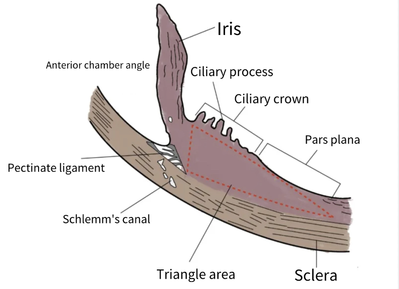 Diagram of the Ciliary Body Sections