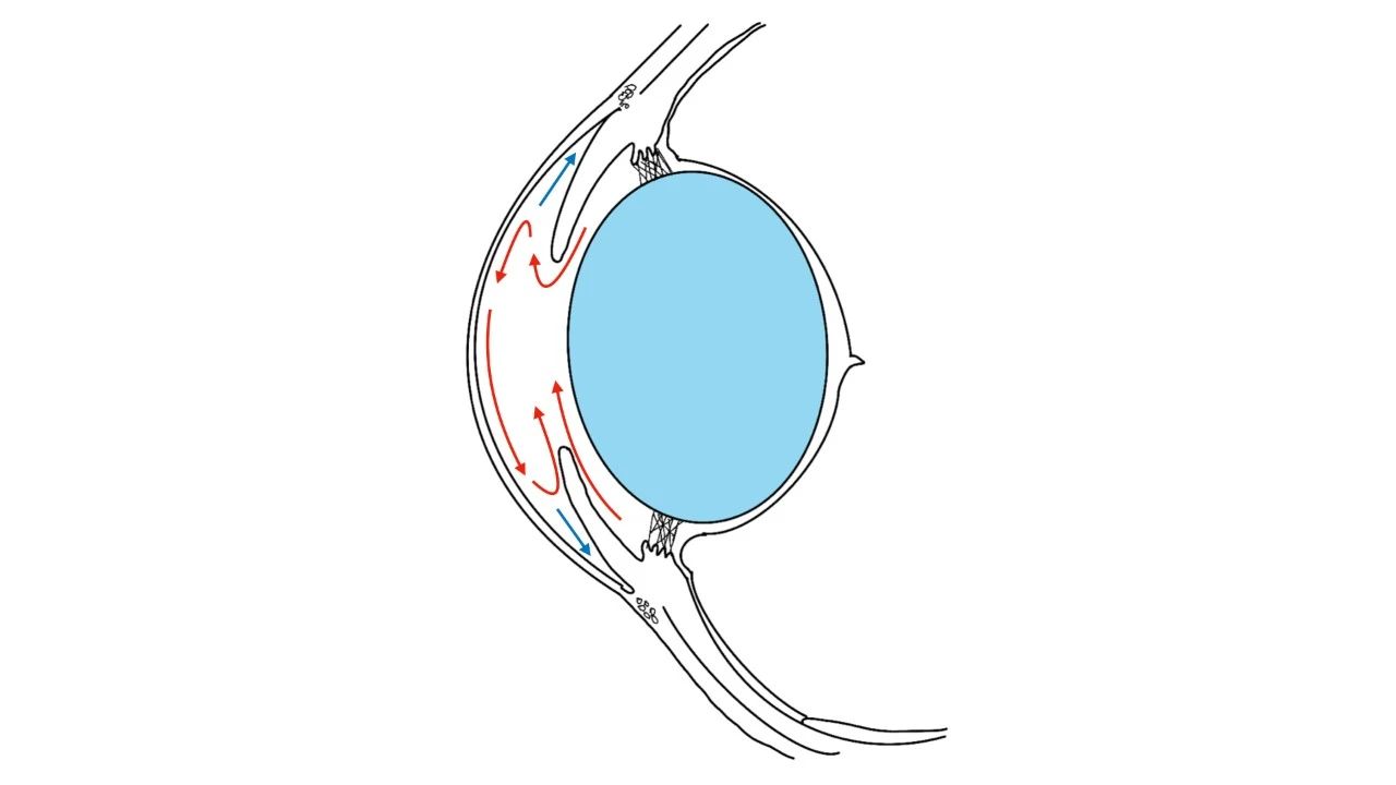 Diagram of Aqueous Humor Circulation