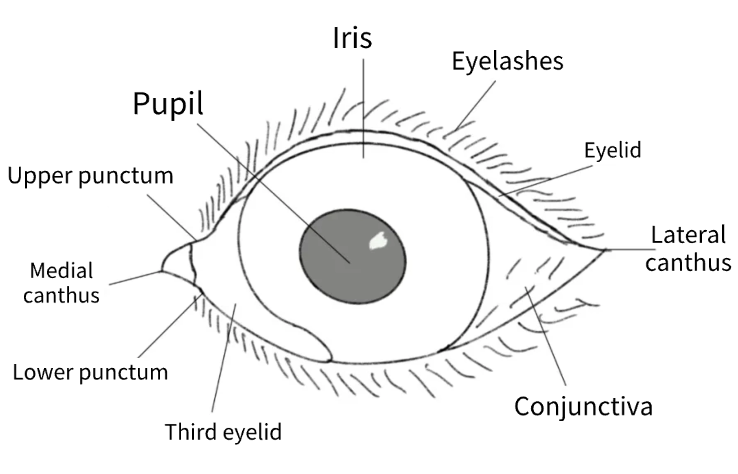 Animal Eye Anatomy