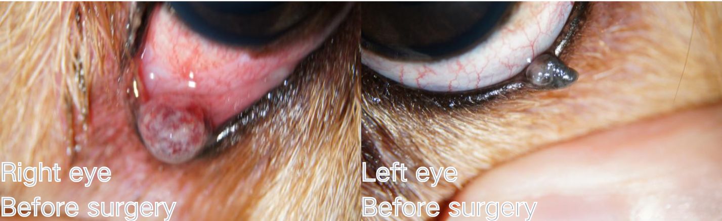 Canine Eyelid Tumors