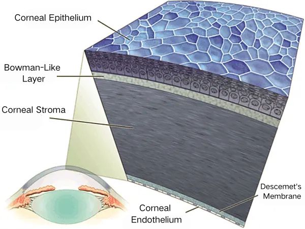Corneal Transparency in Dogs & Cats