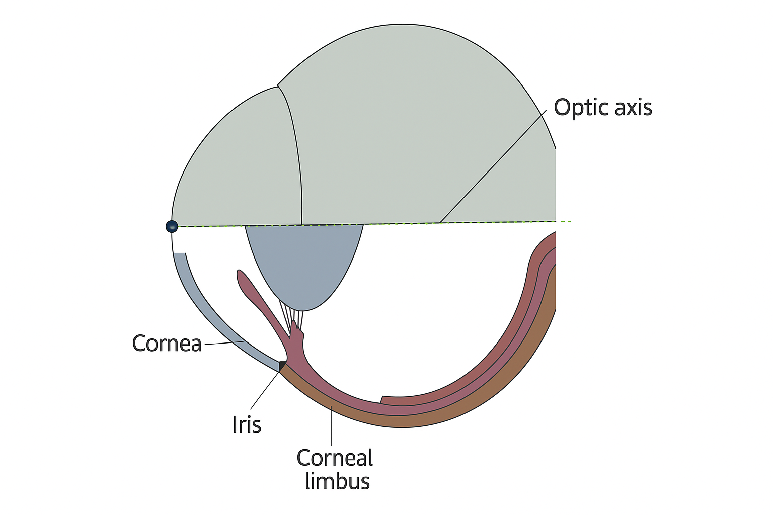 Sclera & Episclera in Dogs & Cats