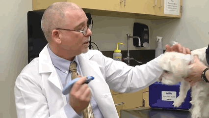 Tonometry in Veterinary Ophthalmology-Applanation Tonometry