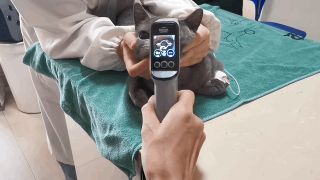 Tonometry in Veterinary Ophthalmology-Rebound Tonometry