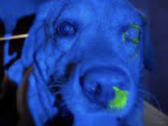 Fluorescein Sodium & Rose Bengal