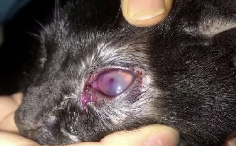 Fluorescein Sodium & Rose Bengal