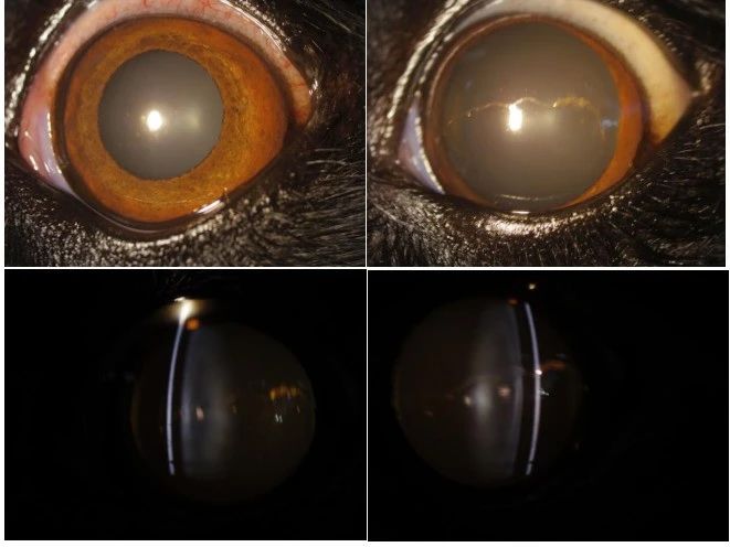 Veterinary Ophthalmology Case Reference