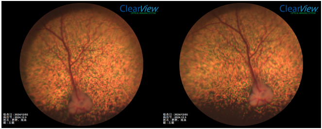 Veterinary Ophthalmology Case Reference