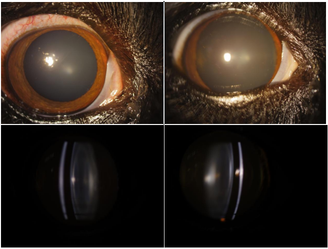 Veterinary Ophthalmology Case Reference