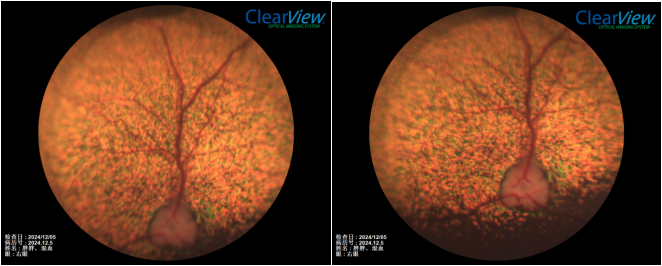 Veterinary Ophthalmology Case Reference