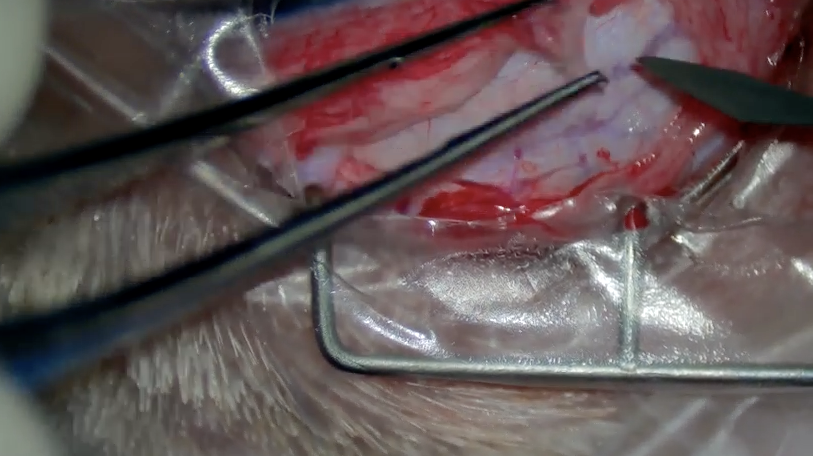 Glaucoma in Dogs