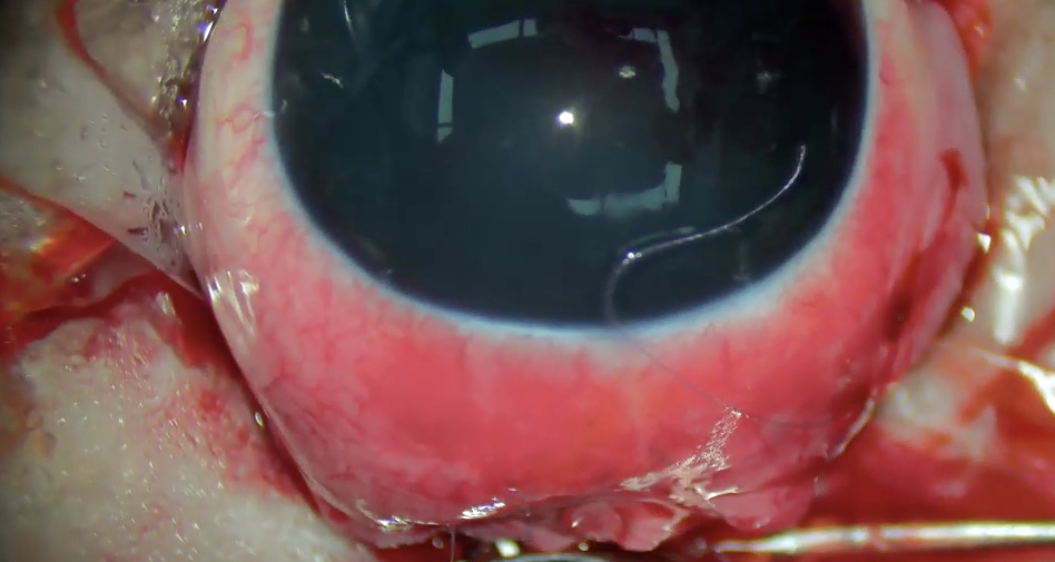 Glaucoma in Dogs