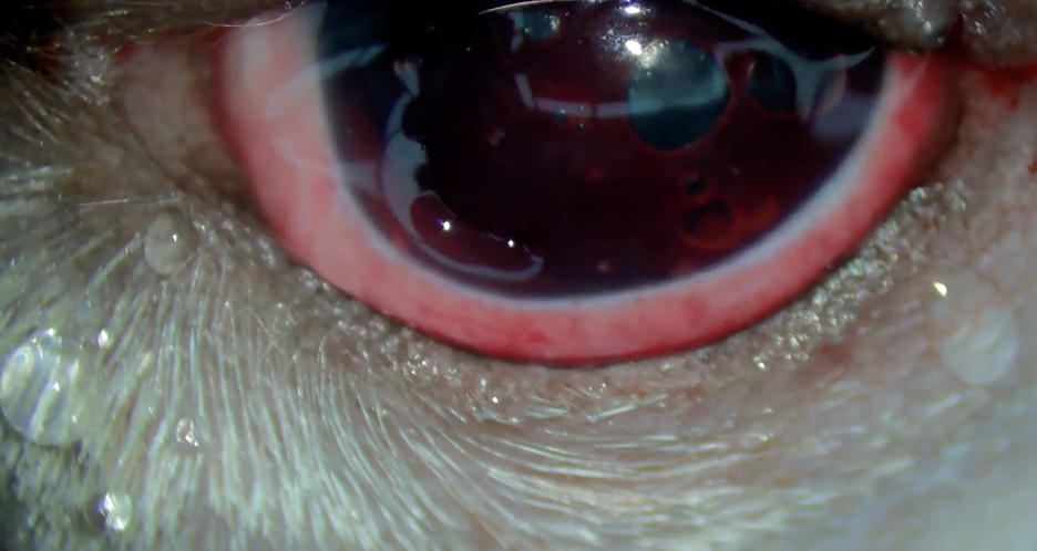 Glaucoma in Dogs