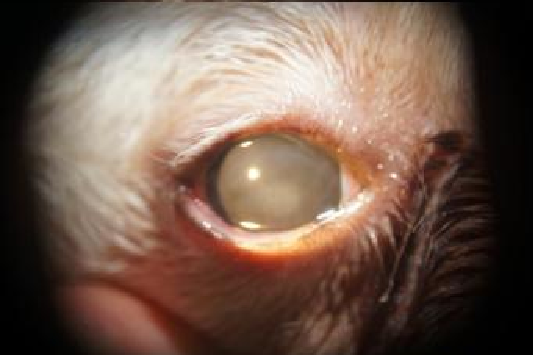 cornea