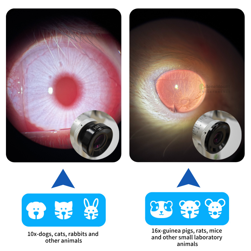 10x and 16x Interchangeable Eyepieces