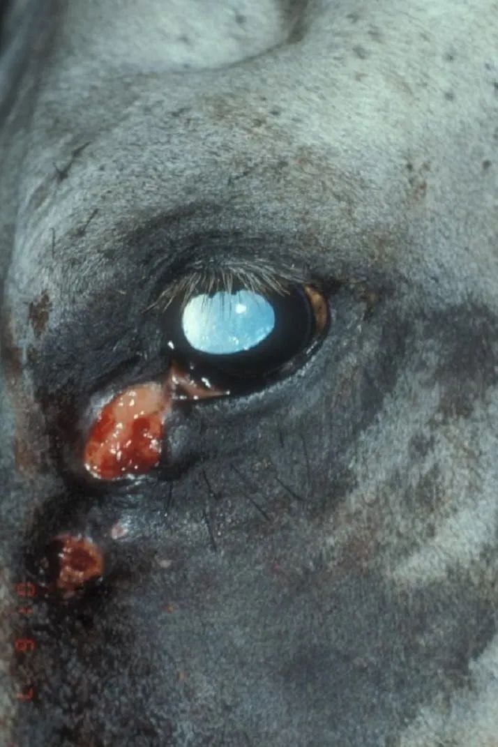 Horse eye conjunctival siderosis