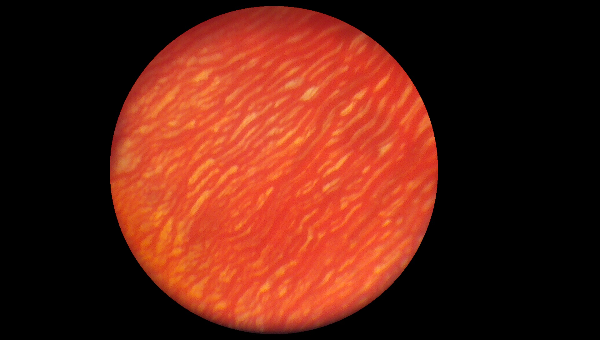 Rabbit fundus photo