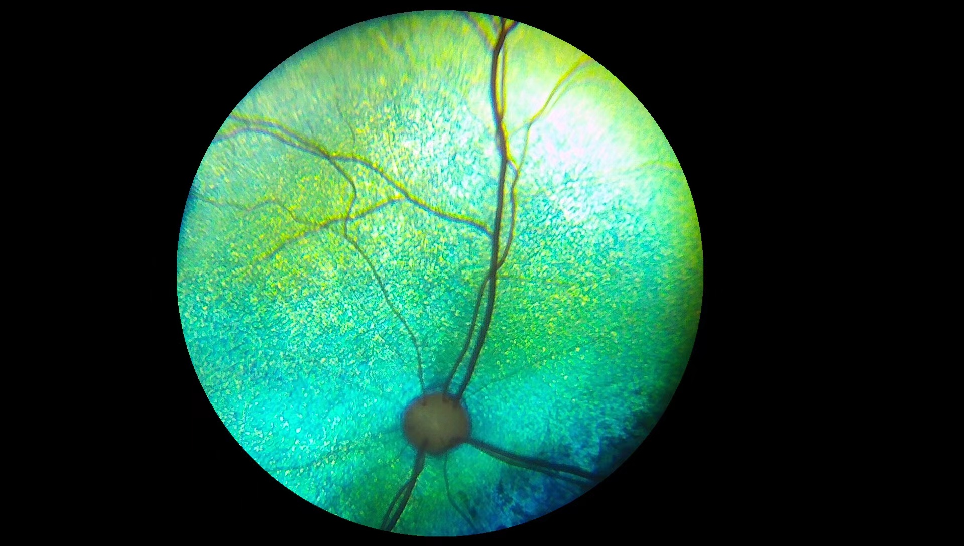 Cat fundus photo