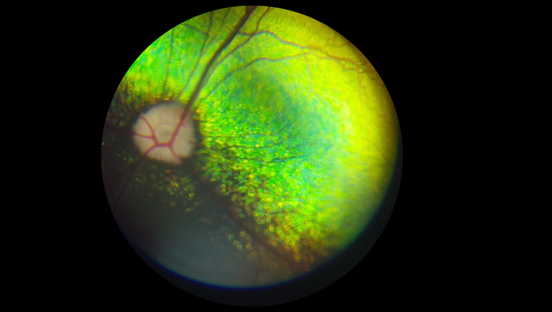 Dog fundus photo